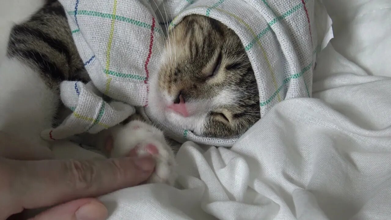 Cute Kitten Is Tucked In