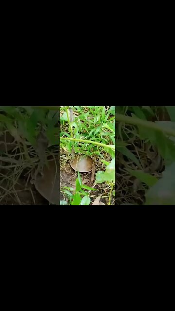 Turtle weights in fish | Jojo Vlog