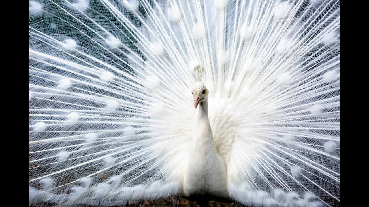 Beautiful peacock[white]