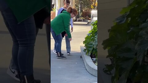 Would YOU Try And Pick This Rat Up? #shorts