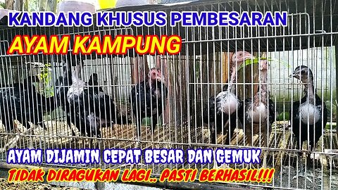 CARA PEMBESARAN AYAM KAMPUNG DENGAN SISTEM KANDANG BATERAI ~ AYAM CEPAT BESAR DAN GEMUK