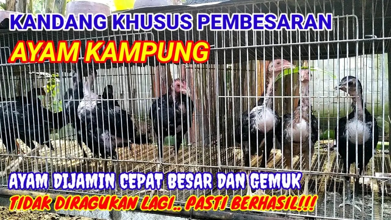 CARA PEMBESARAN AYAM KAMPUNG DENGAN SISTEM KANDANG BATERAI ~ AYAM CEPAT BESAR DAN GEMUK