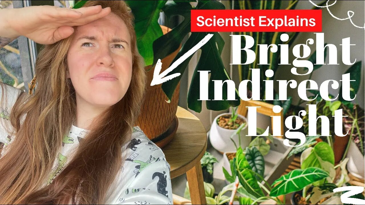 Bright Indirect Light For Plants Explained. What Is Bright Indirect Light For Houseplants?