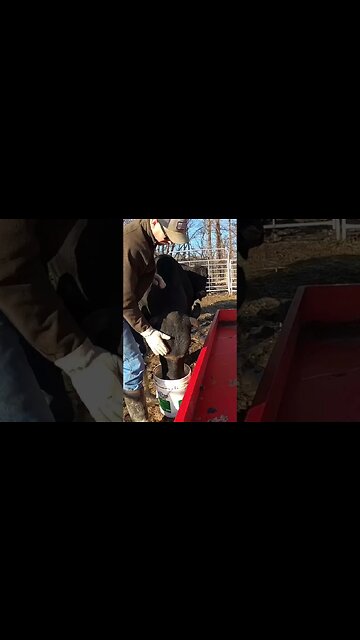 Feeding on a beautiful, sunny winter day. #farm #ranch #cattle #farmlife #ranchlife #bull #cowboys