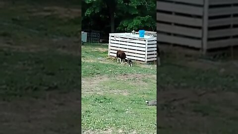 New lamb learning to jump
