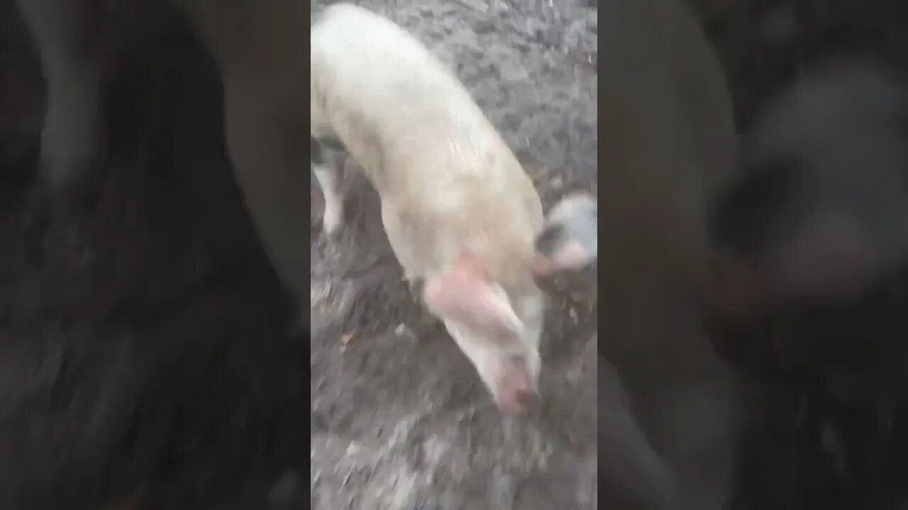 Pigs Happy New Year! #pigs #pigfarmvideo #pig #hog #shorts #happynewyear