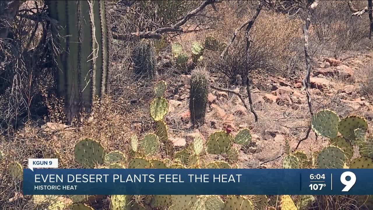 Even tough desert plants feel the heat