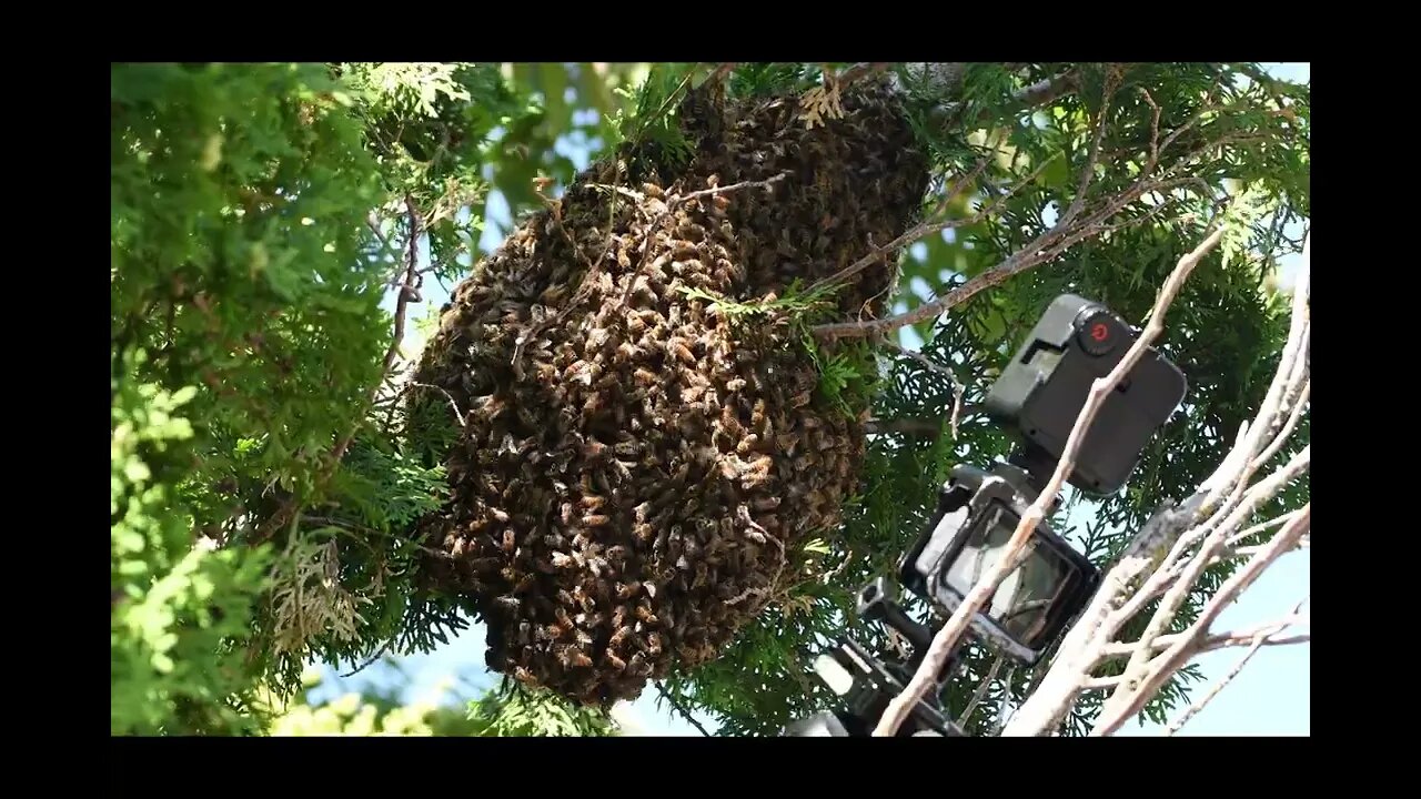 Honey Bees Swarming Captured on Video | From THIS Portland landscape