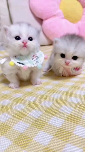 Beautiful world pets