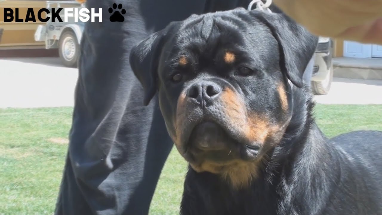 La POTENZA del ROTTWEILER