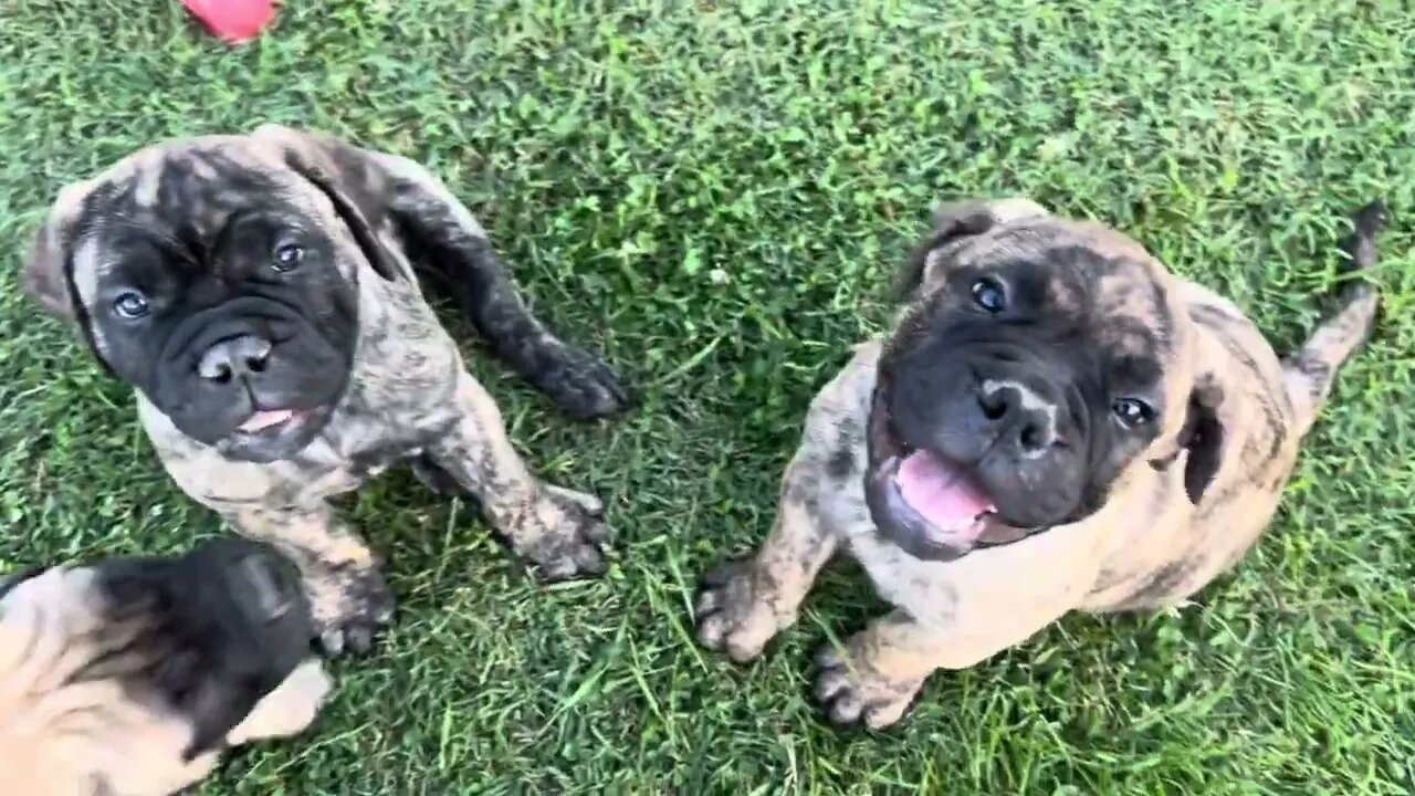 LonelyCreek puppies. Ch goody puppies.