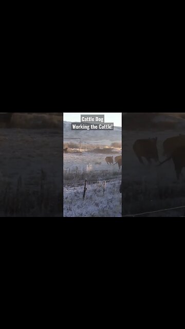 Cattle Dog Working the Cattle! #cattle #dog #shortsvideo #wyoming #shortsfeed #cattledog #success