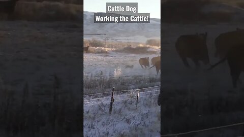 Cattle Dog Working the Cattle! #cattle #dog #shortsvideo #wyoming #shortsfeed #cattledog #success