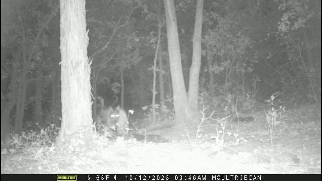 Trail Cam ~ 10/13/2023 (dogs)