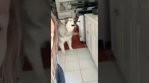 Owner ask from Dog are you ok | #Shorts #Animals #Doggie