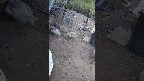 Guinea fowl hopping into their roost