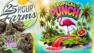 Trying Tropical Punch from 25 Hour Farms! The Dank Flamingo Cannabis Review!!