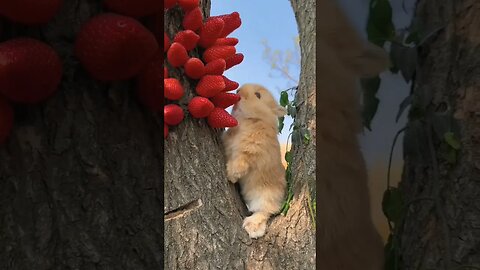 кролик кушает клубнику