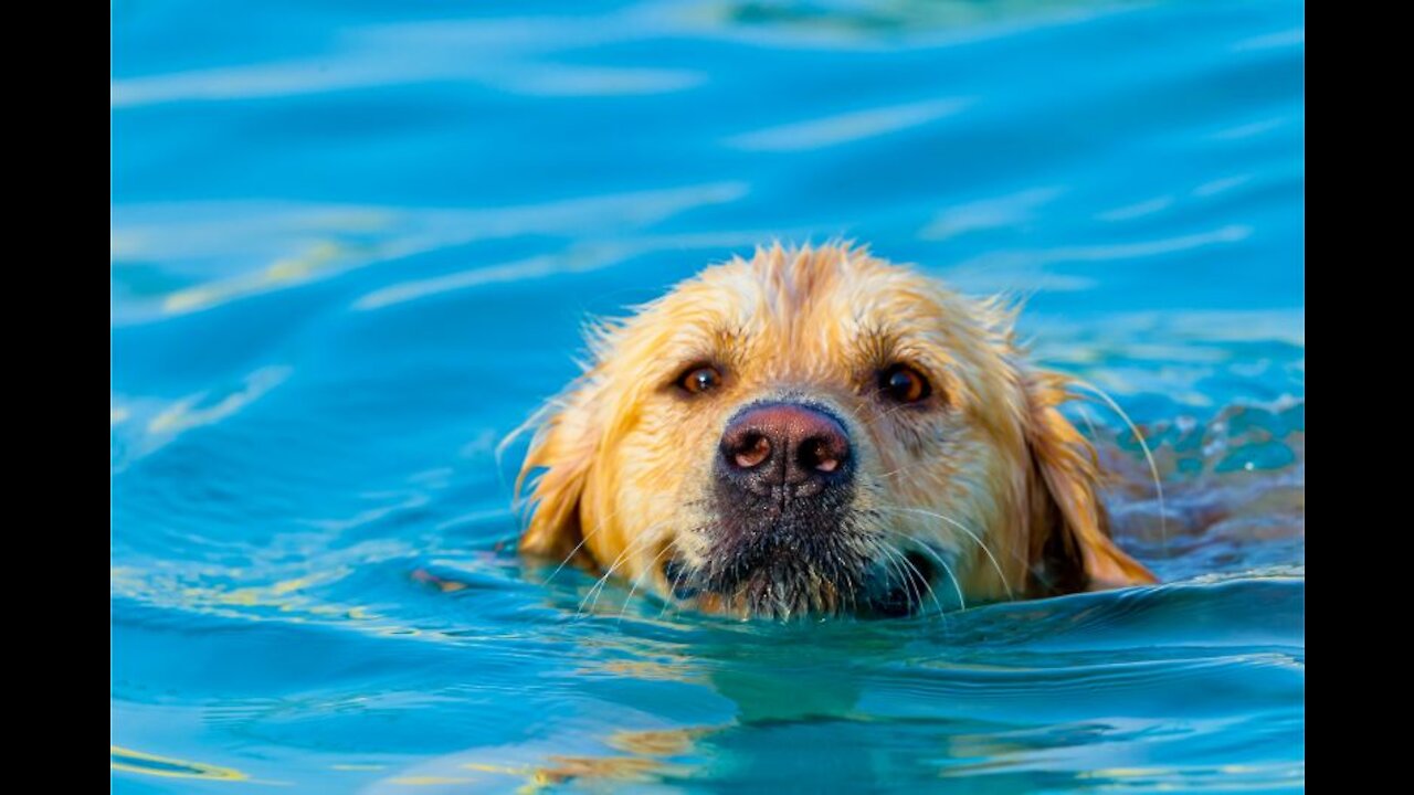 teaching my dog how to swim with good ways
