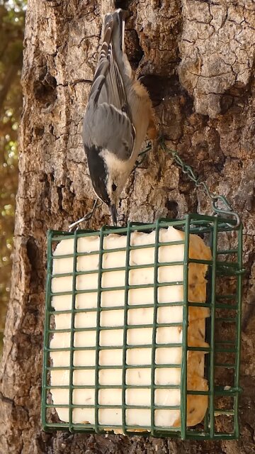 White-breasted Nuthatch🐦Acrobatic Suet Nibble