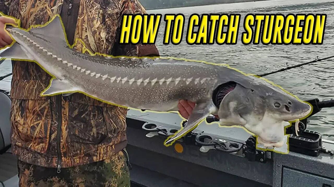 How To Fish Sturgeon, In Depth Tutorial For SUCCESS. (FISH ON!)