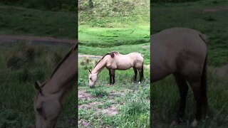 Arthur the rescue horse grazing with beautiful bird sounds