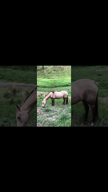 Arthur the rescue horse grazing with beautiful bird sounds