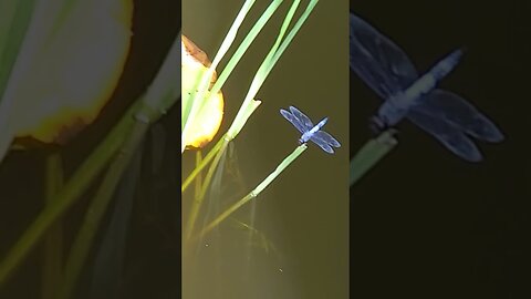 Dragonfly