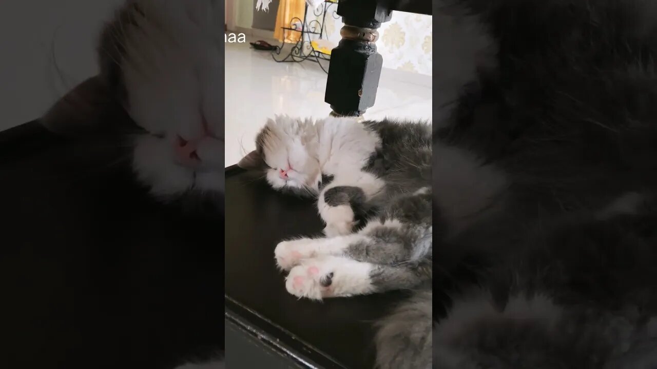 Choti Billi So Rahi Hai #chotibilli #shorts #shortvideo