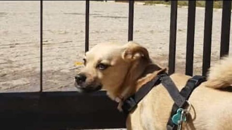 Dog gets really sad when he finds his favorite park closed