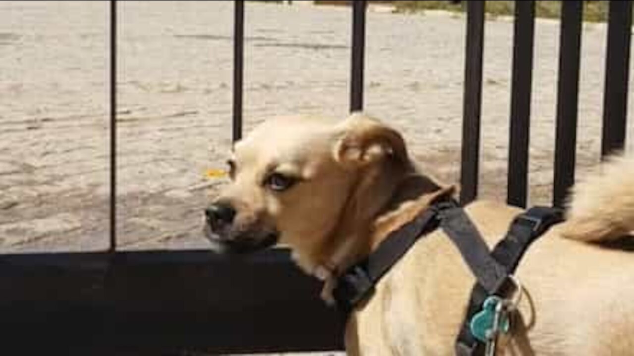 Dog gets really sad when he finds his favorite park closed