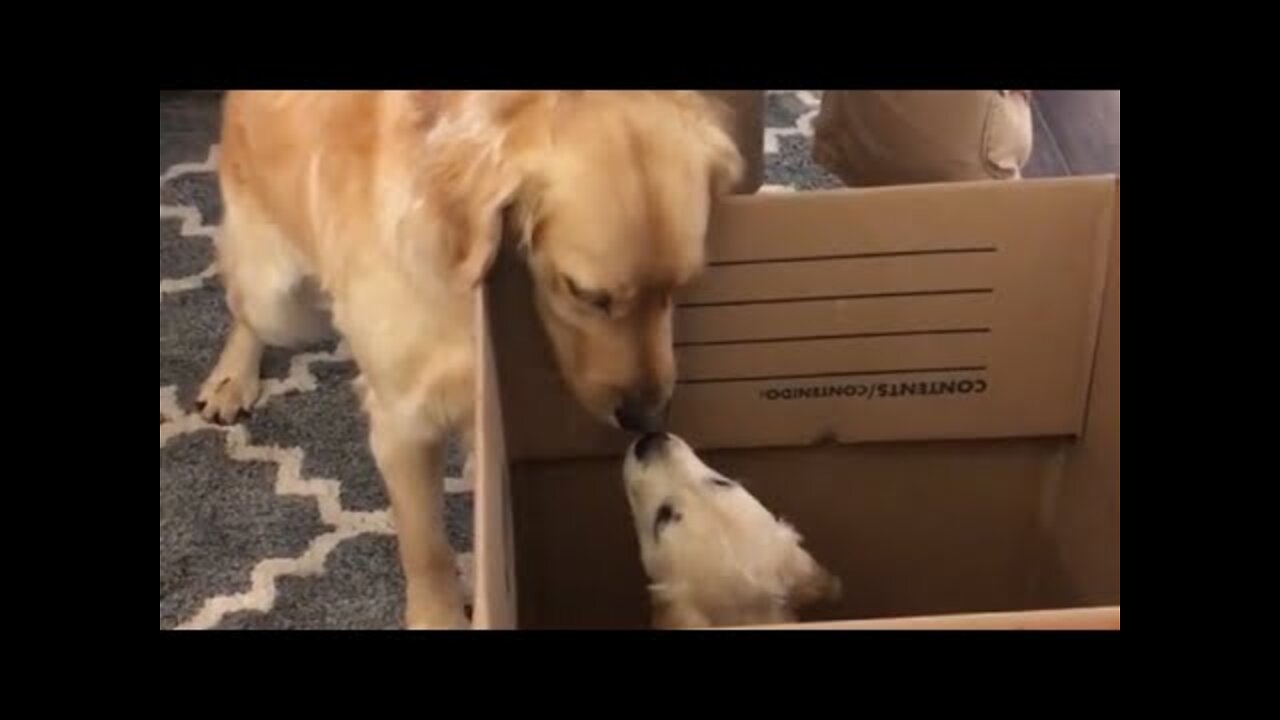 Pit Bull Plays Around With Tiny Puppy