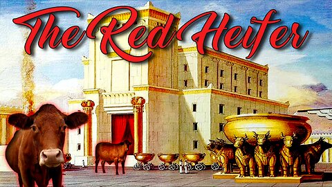 The Red Heifer