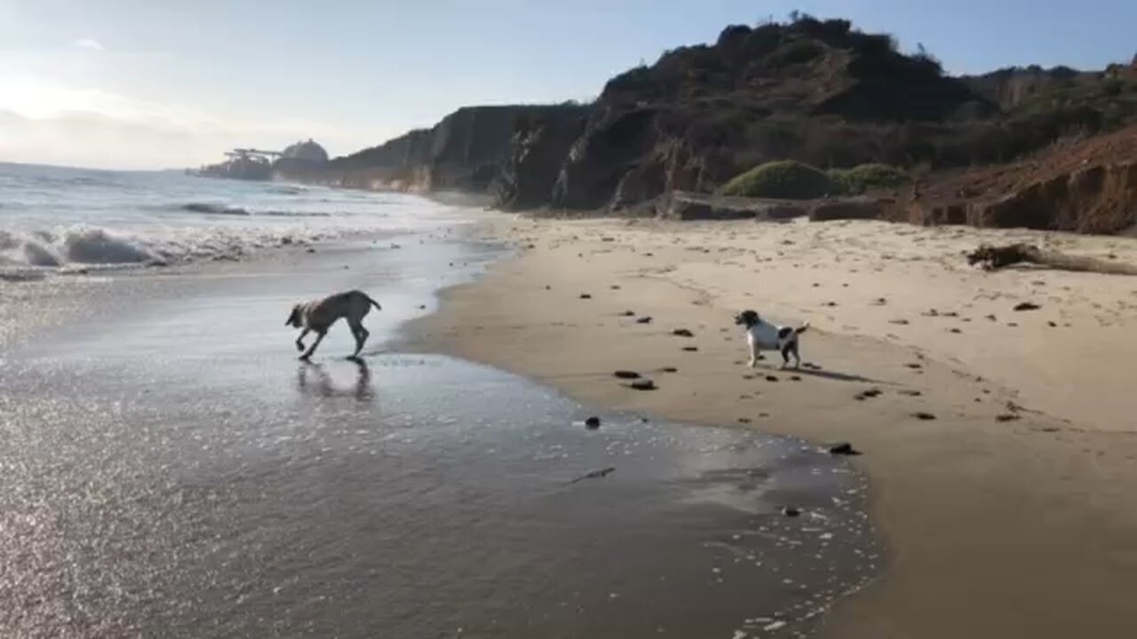 Rigatoni and Ollie at the beach part two