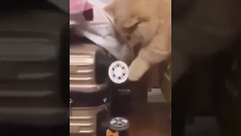 Cats Who Total Mess with Dog 🤣 #funnyshorts #petvideos