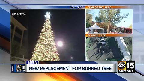 Mesa replaces tree that was burned down last week