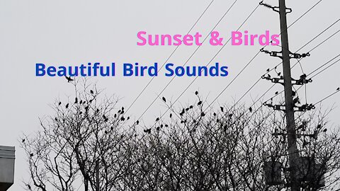 Birds Chirping-Relaxing Natural Sounds