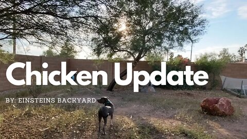 Chicken update See what's new with my chickens #einsteinsbackyard #chickens #arizona #dog #pitbulls