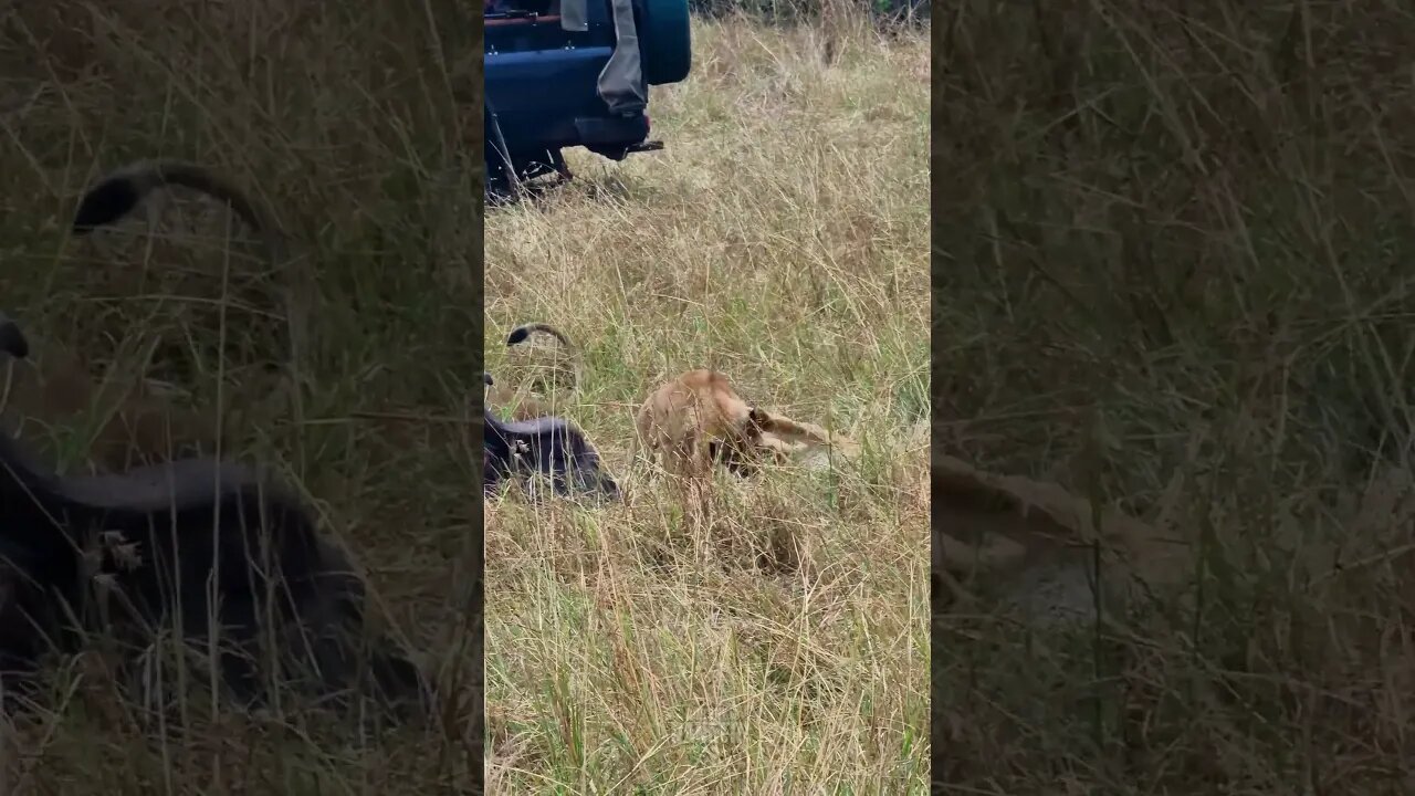 Buffalo Playground For Lion Cubs! #shorts | #ShortsAfrica | #Septdailyshorts