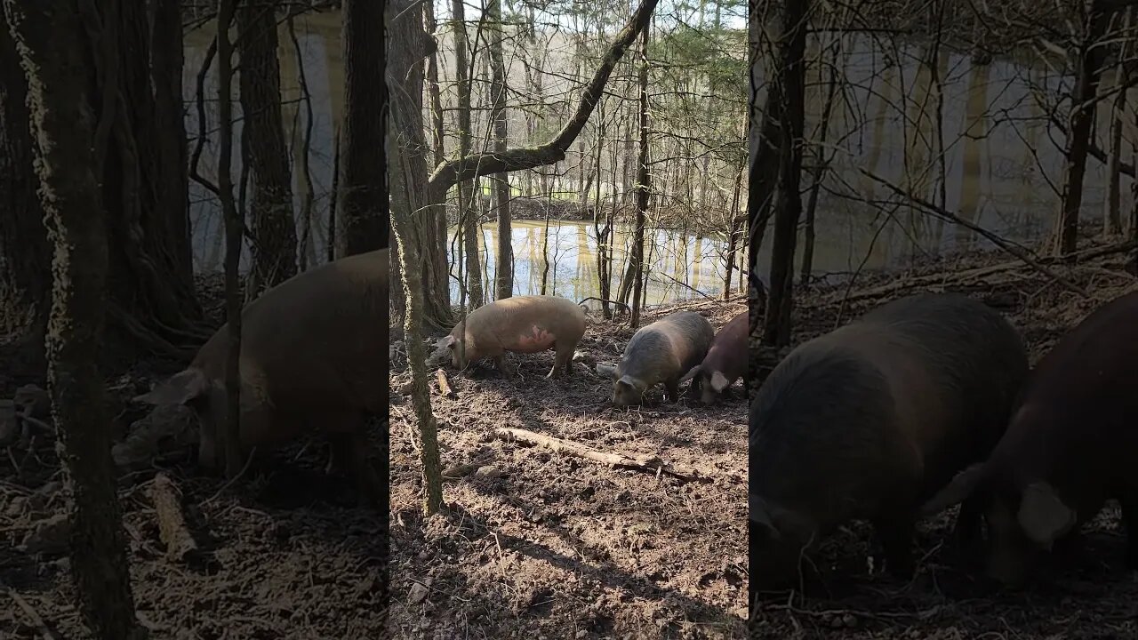 Pigs Rooting Around the Pond @UncleTimsFarm #Shorts #kärnəvór #PigTalk #carnivore