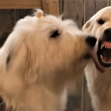 Angry pup hates getting kisses from sheepdog