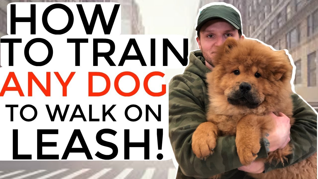 How to train your puppy not to pull on the leash- Dog training with positive reinforcement💪💪