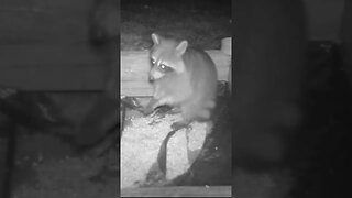 Corn 🌽eatin` coon 🦝#cute #funny #animal #nature #wildlife #trailcam #farm #homestead #beautiful