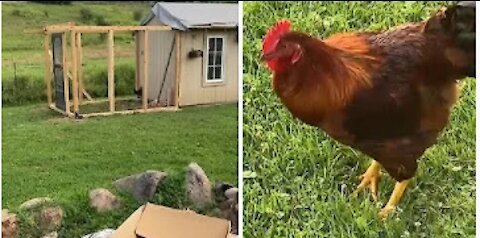 Angry rooster hilariously chases away intruding woman