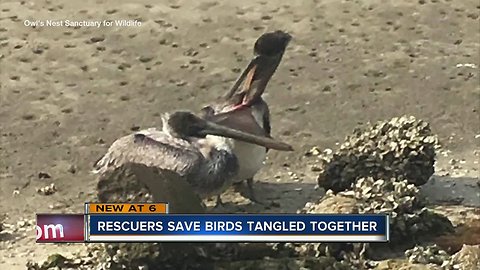 Rescuers save four birds from strange cases of entanglement