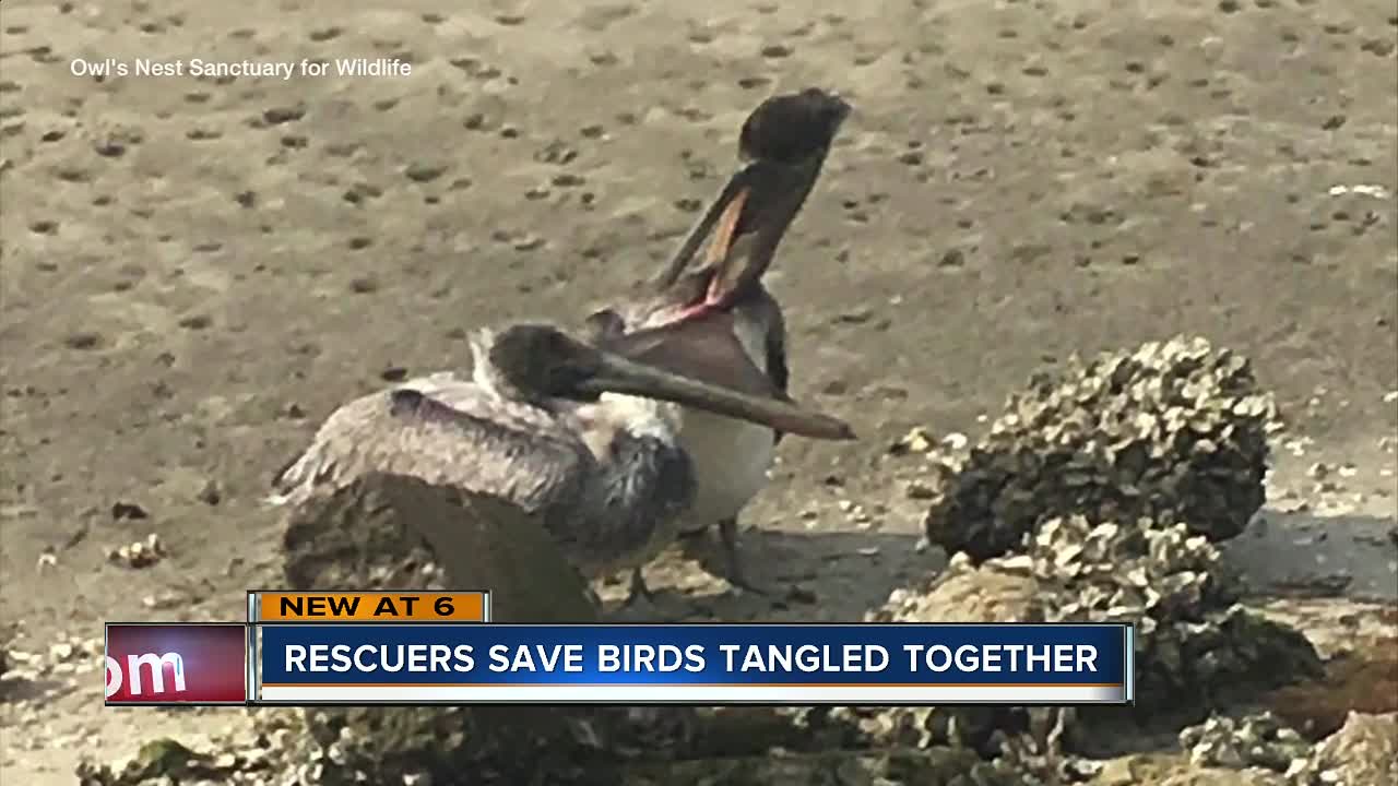 Rescuers save four birds from strange cases of entanglement