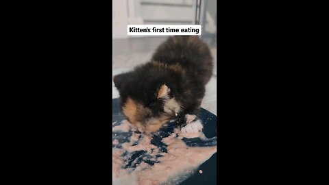 such a cute kitten montage