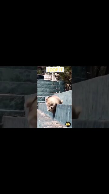 Crazy And Funniest Animals Videos - funniest animals videos😂 - best cats😹 and dogs🐶 videos 2023!