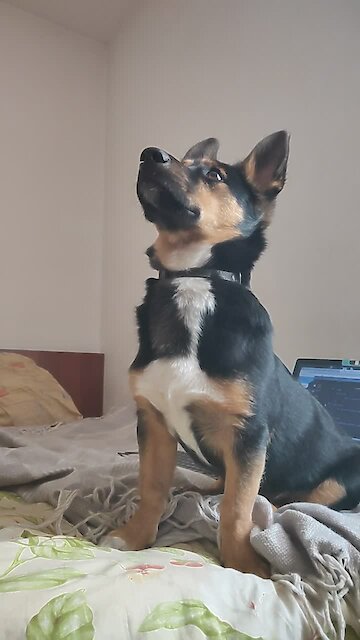 Guard puppy noticed danger