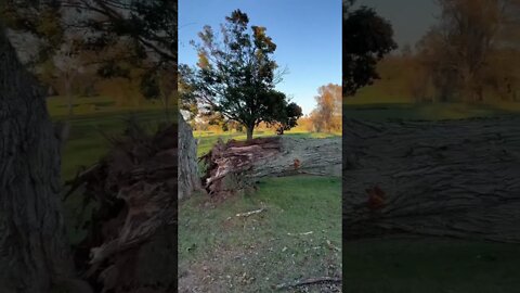 Post Hurricane Damage in PEI